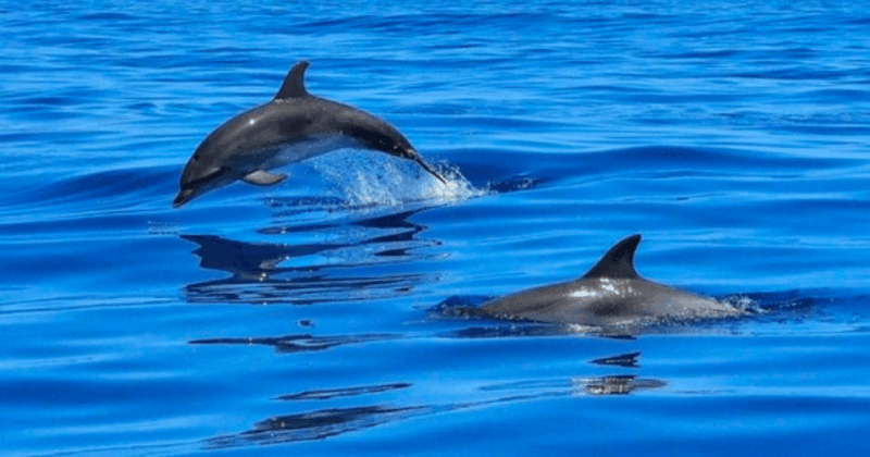tampa-bay-dolphin-shelling-snorkeling-cruise