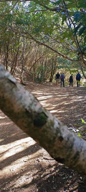 tenerife-anaga-magical-forest