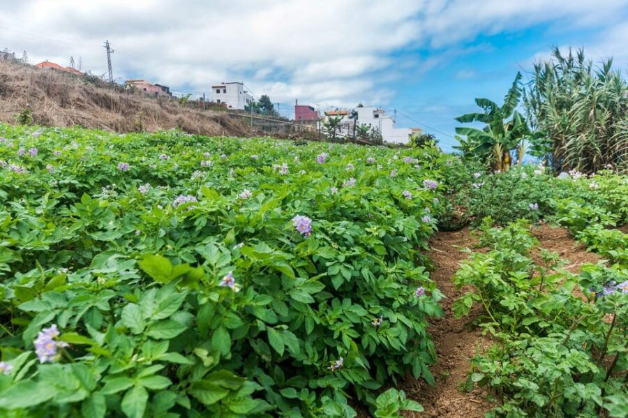 tenerife-canary-history-and-color-potatoes