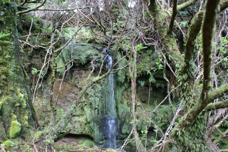 terceira-island-whale-watching-and-jeep-tour