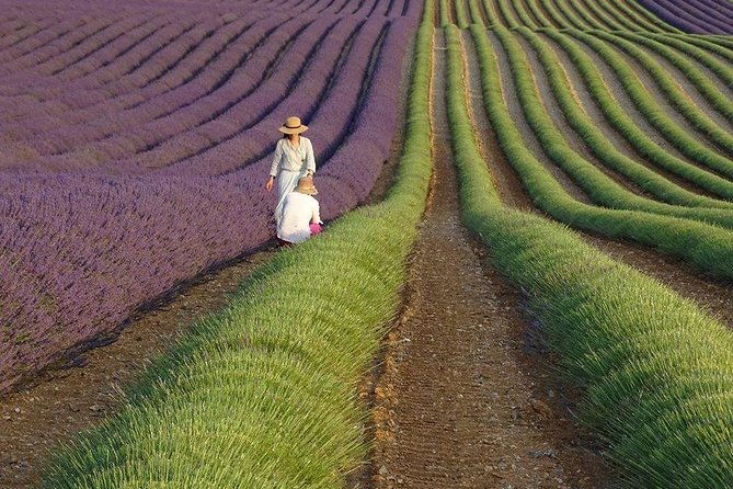 the-lavender-country-private-tour-with-a-local-guide