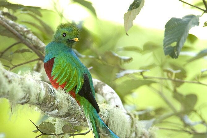 the-quetzal-birdwatching-tour-from-guatemala-city-guatemalas-national-bird
