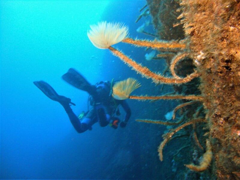 third-angra-do-heroismo-scuba-diving-tour-with-2-dives