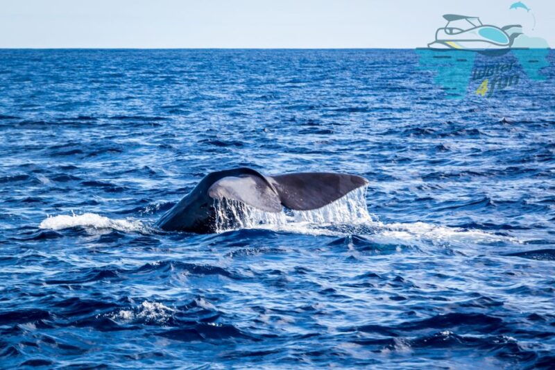 third-whale-and-dolphin-watching-in-a-zodiac-boat