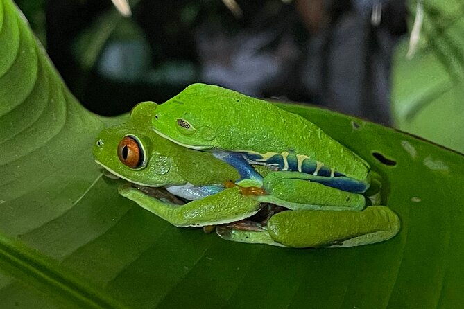 tortuguero-canal-tour-by-canoe