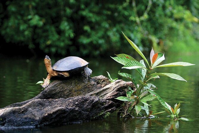 tortuguero-national-park-admission-ticket