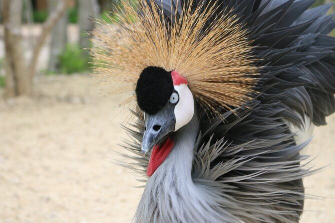 transportation-to-the-national-aviary-of-colombia