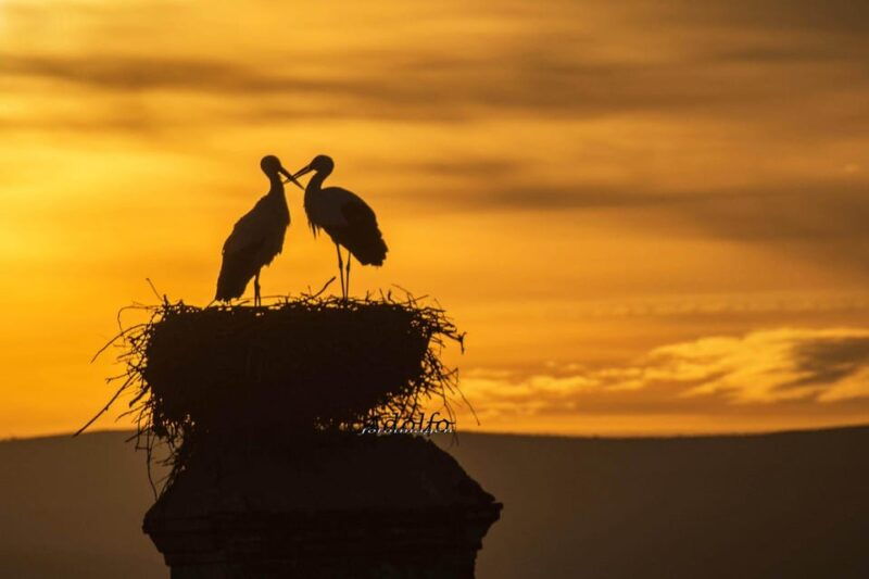 trujillo-sunset-guided-visit-the-sunset-collector