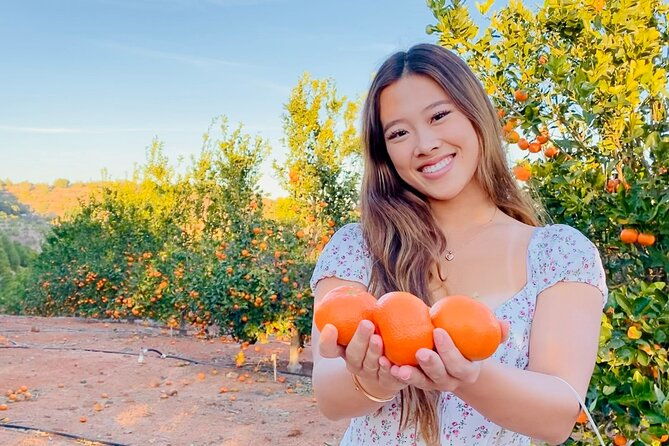 u-pick-tangerine-and-lemon-picking-at-sunmist-tangerine-farm