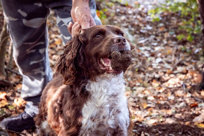 umbria-truffle-hunting-experience-with-brunch