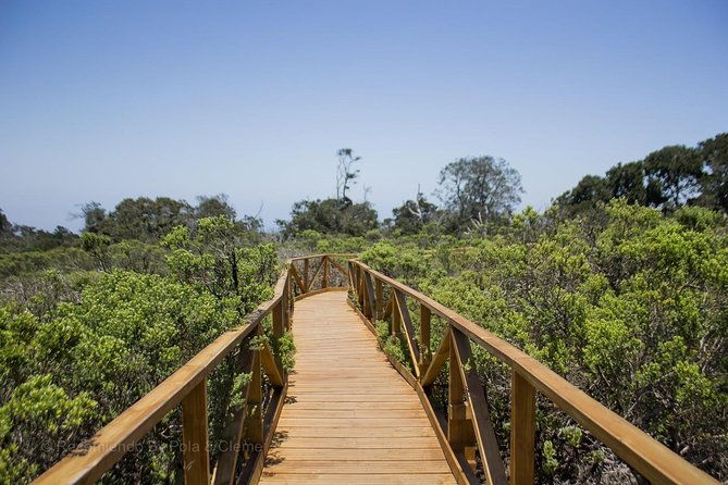 valdivian-forest-fray-jorge-national-park-and-valle-del-encanto-full-day