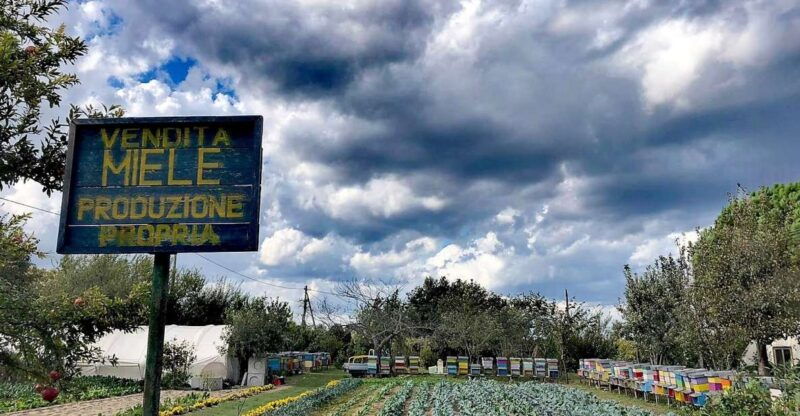 venice-bike-tour-honey-artichockes-on-santerasmo-island