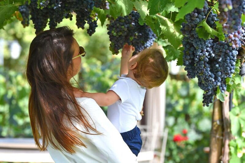 vineyard-walk-lunch-or-dinner-with-wine-tasting