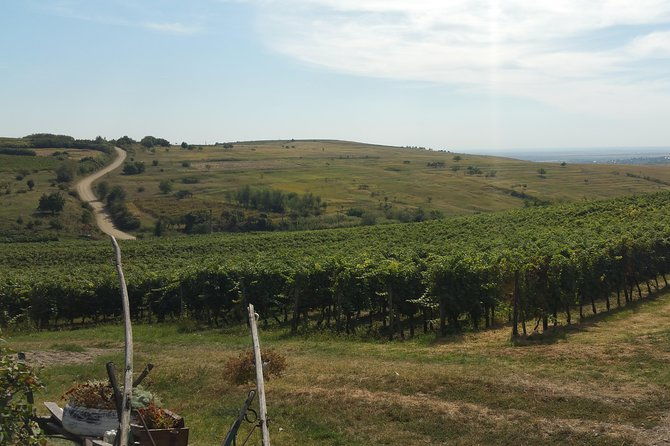 vineyards-and-wine-tasting-experience