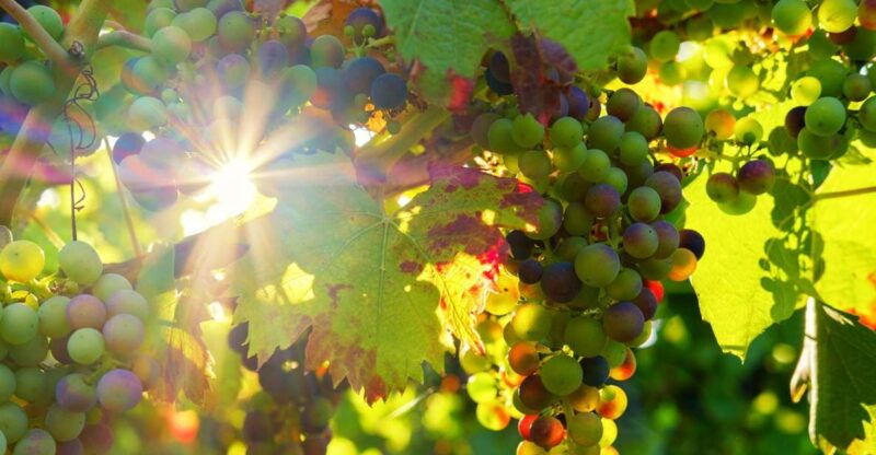 vinho-verde-full-day-premium-wine-tour