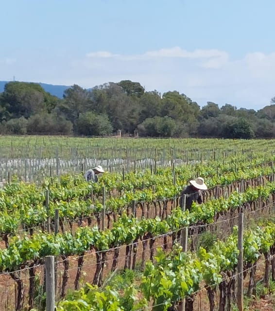 visit-bodegas-bordoy-tasting-5-wines-finger-food