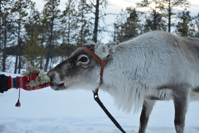 visit-the-sami-and-reindeer-in-a-day-trip-from-abisko