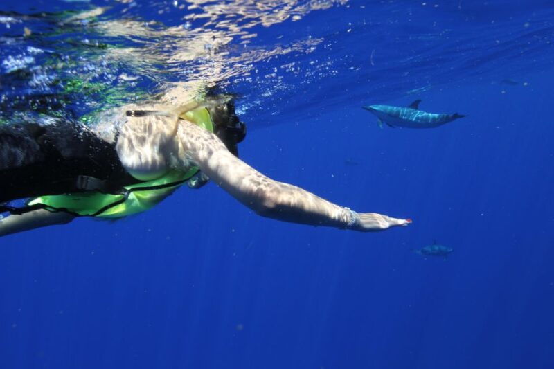 waianae-oahu-swim-with-dolphins-semi-private-boat-tour