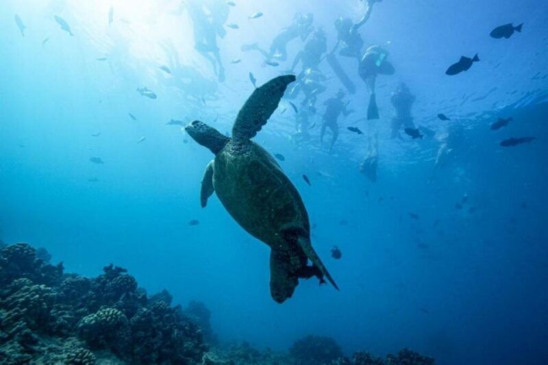 waikiki-snorkel-tour-with-hawaiian-green-sea-turtles