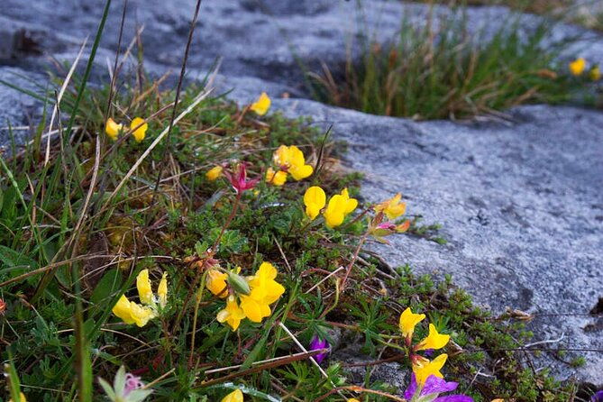 walking-in-the-burren-with-perfumery-visit-clare-guided-3-hours