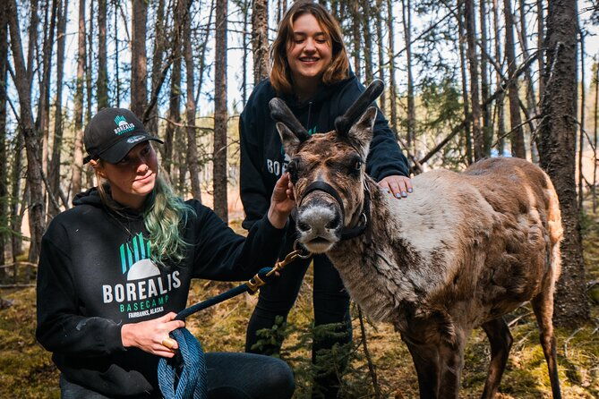 walking-with-reindeer-experience