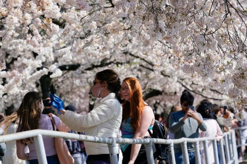 washington-dc-cherry-blossom-walking-tour