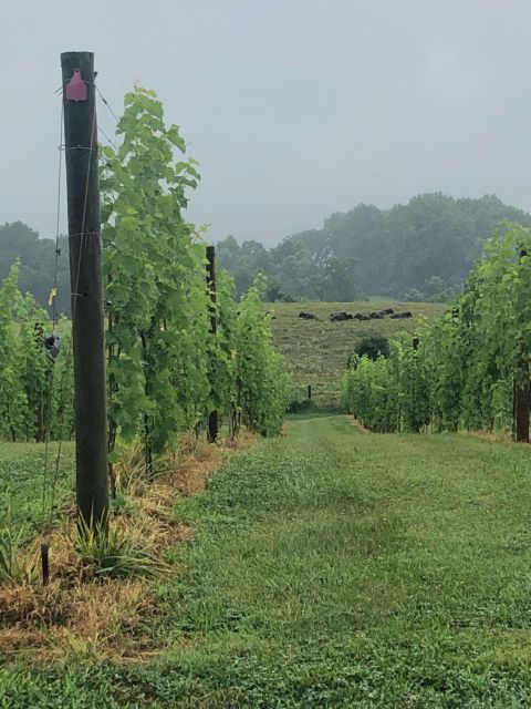 washington-dc-winery-tour