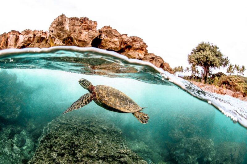 west-oahu-turtles-dolphins-and-snorkeling-tour-with-lunch
