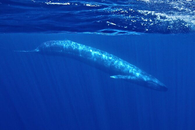whale-and-dolphin-watching-in-san-diego-speedboat-tour