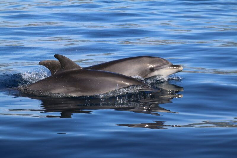 whale-and-dolphin-watching-with-vila-franca-islet-visit