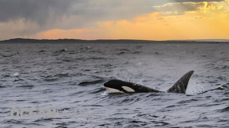whale-and-wildlife-watching-private-and-semi-private-tours