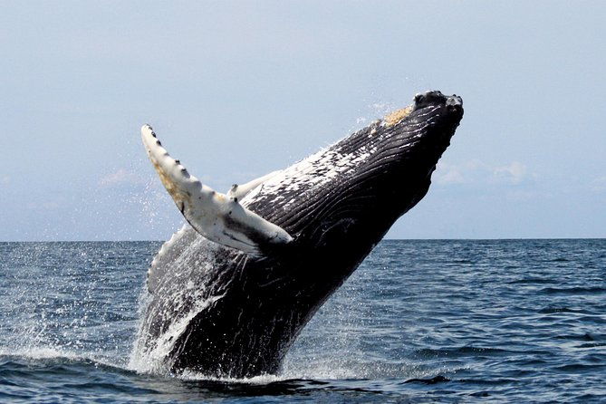 whales-watching-in-pacific-sea-of-colombia
