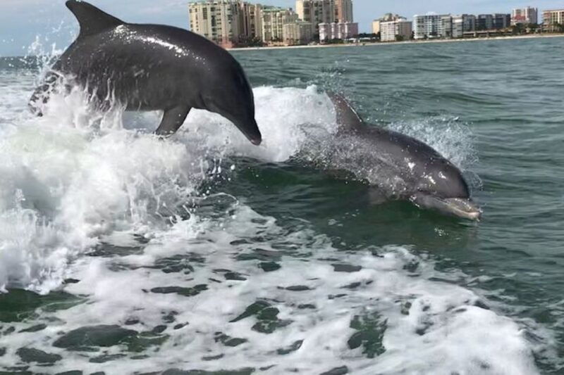 wild-dolphin-boat-tour