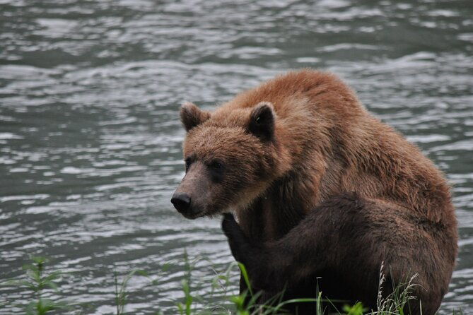 wildlife-safari-bear-viewing-from-skagway