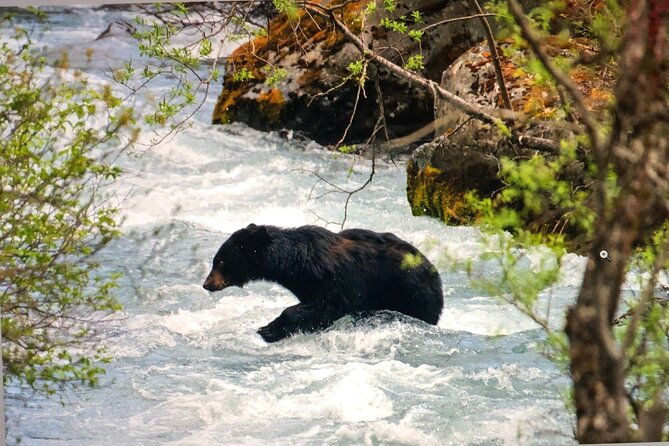 wildlife-walking-half-day-private-guided-tour-in-whittier