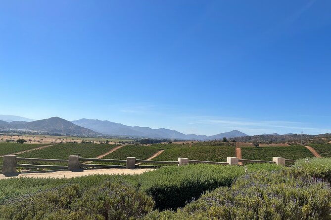 wine-tasting-tour-to-casablanca-valley-wine-region