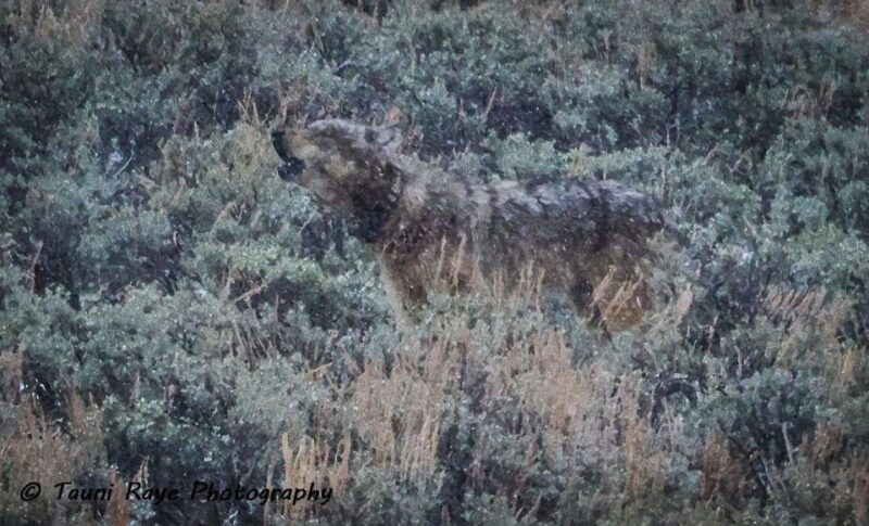 yellowstone-full-day-private-guided-tour-by-car-with-lunch