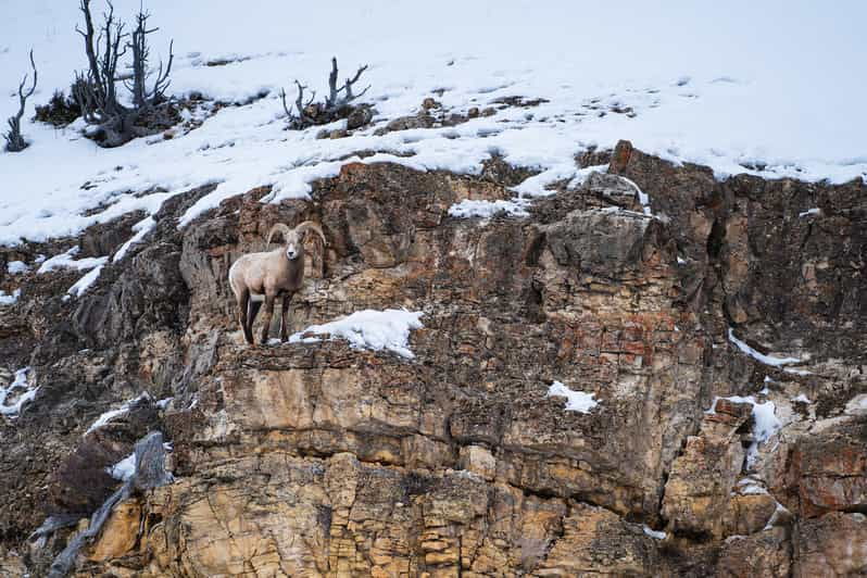 yellowstone-national-park-3-day-wildlife-photography-tour