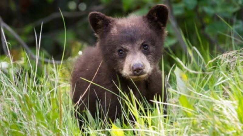 yellowstone-old-faithful-waterfalls-and-wildlife-day-tour