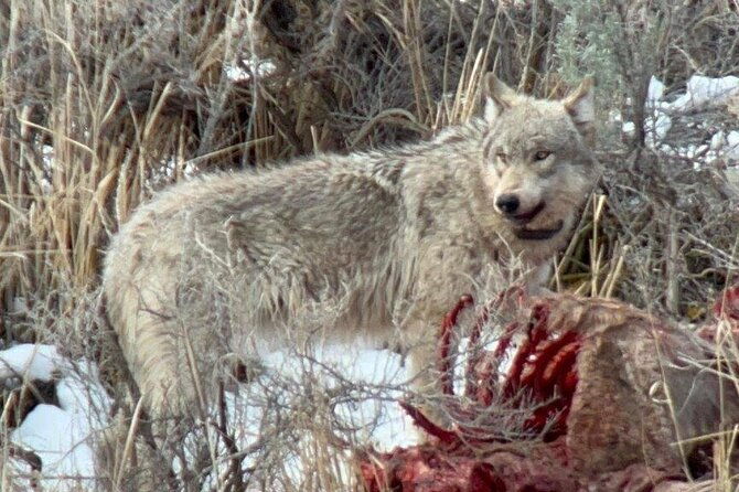 yellowstone-winter-wildlife-with-snowshoeing-vip-experience