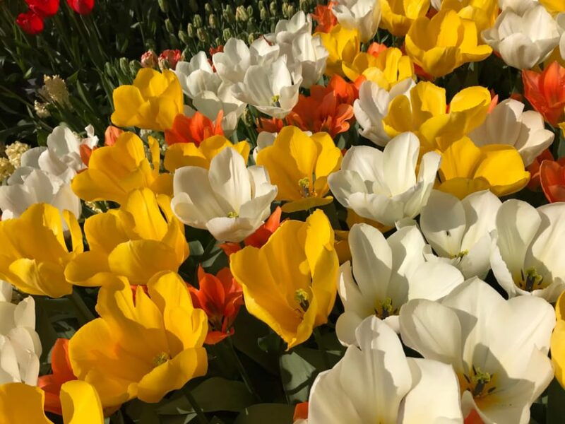 your-own-holland-keukenhofs-tulip-paradise