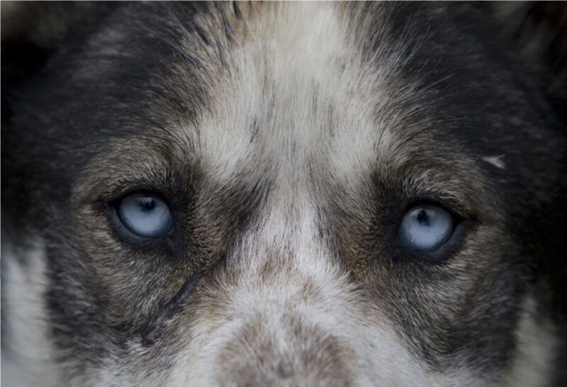 yukon-dogs-and-gold