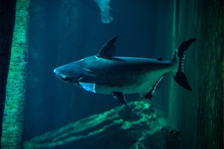 zaragoza-aquarium-entry-ticket