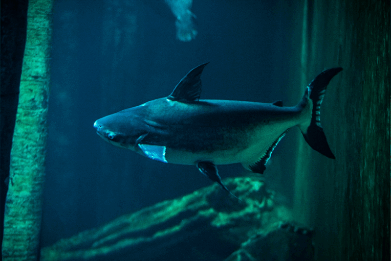 zaragoza-aquarium-entry-ticket
