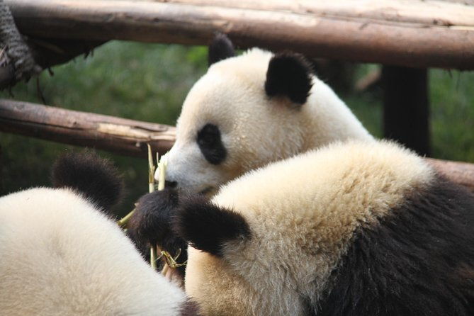 1-Day Chengdu Layover Tour: Panda Base, city central with Round Airport Transfer - Key Points