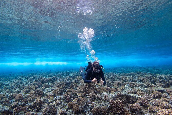 1 Dive in the afternoon for Certified Divers in Bora Bora - Key Points