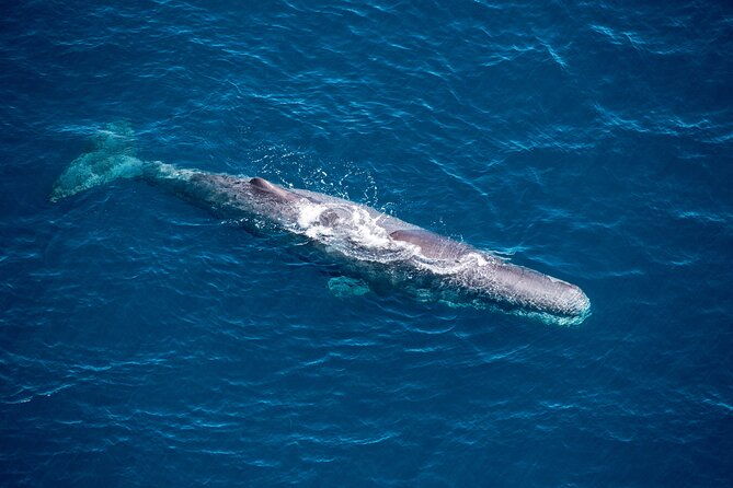 1-Hour Guided Whale Watching Premier Tour in Kaikura - Discover Kaikoura’s Marine Majesty with a 1-Hour Guided Whale Watching Helicopter Tour