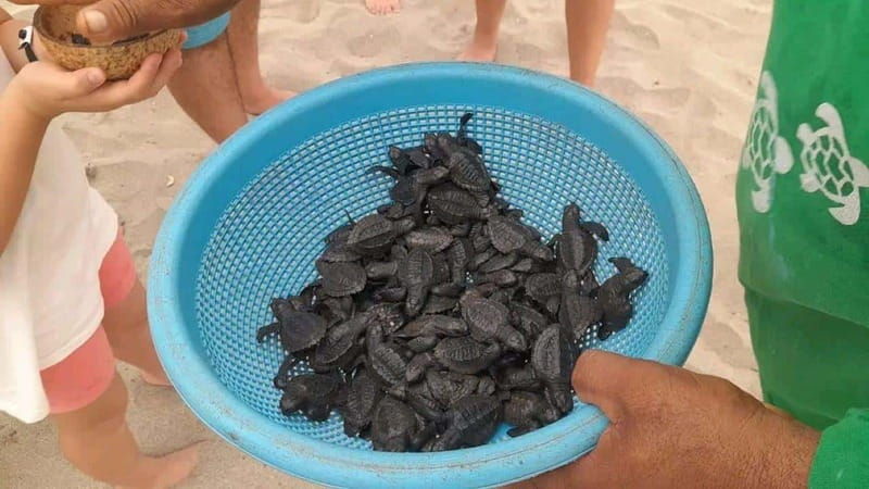 acapulco-turtle-release-experience