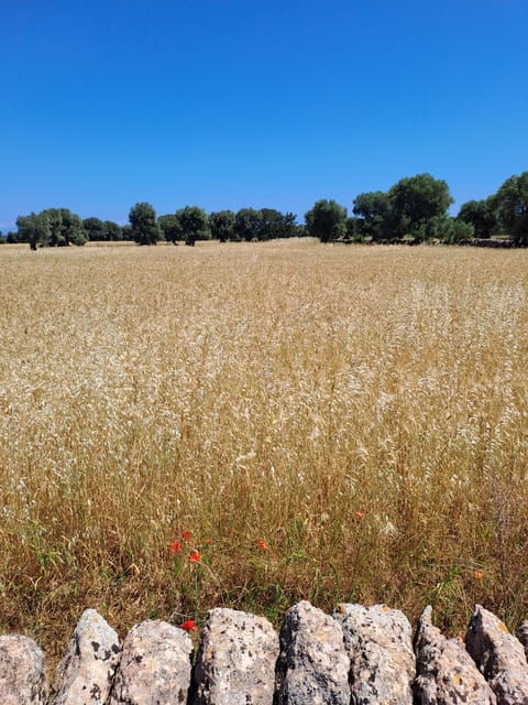 alberobello-e-bike-tour-and-orecchiette-cooking-class