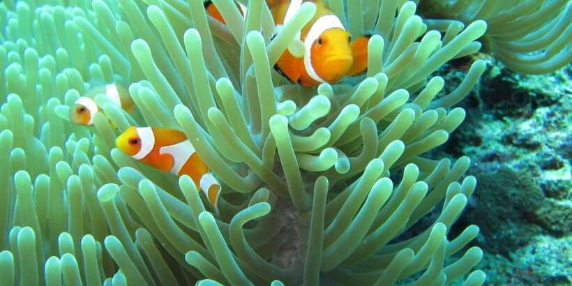 all-include-snorkeling-at-menjangan-island